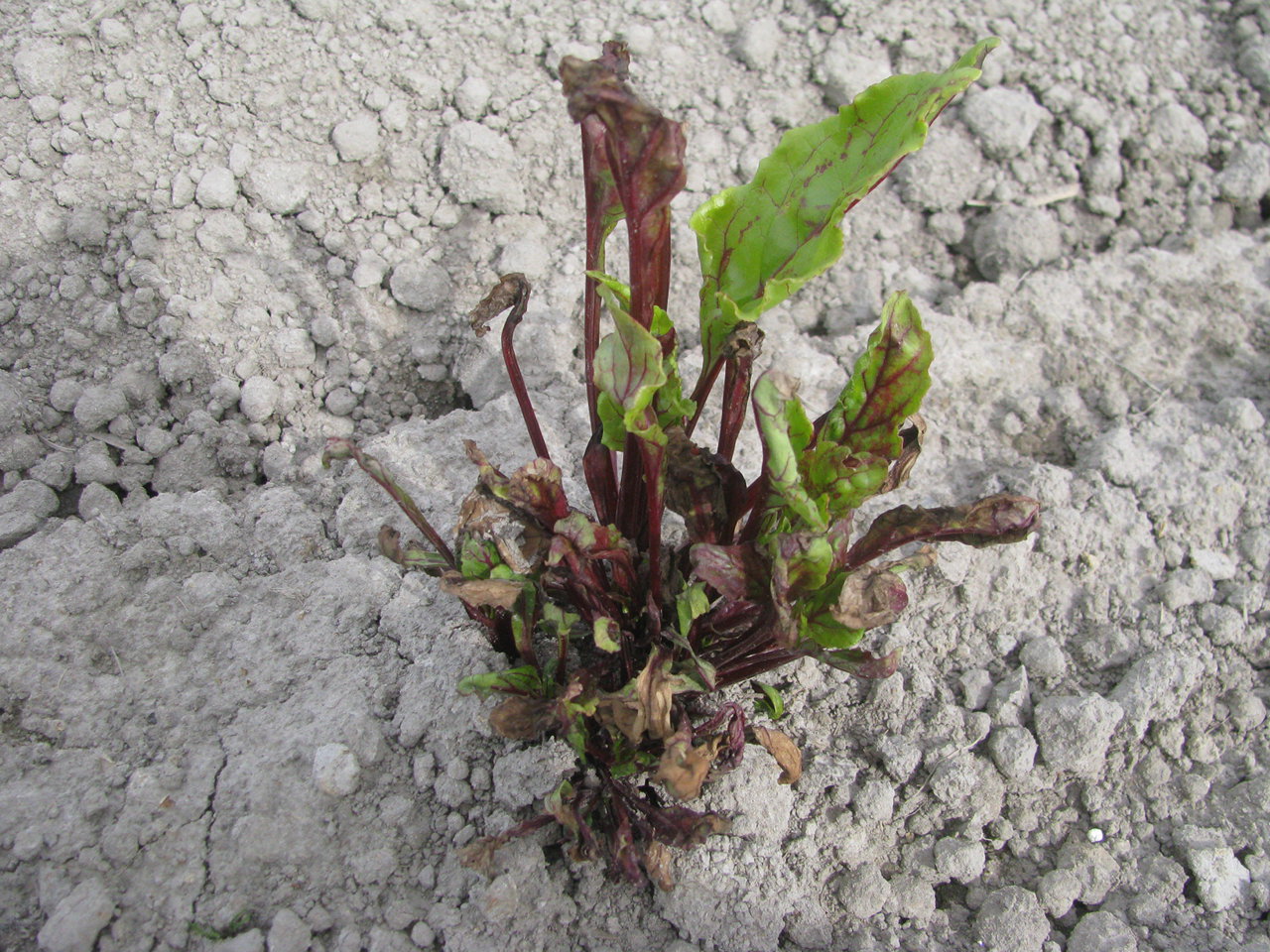 Damage to the new growth of plants in an open-pollinated table beet seed crop observed in May 2016 following application of a high rate of the herbicide Nortron (active ingredient ethofumesate).