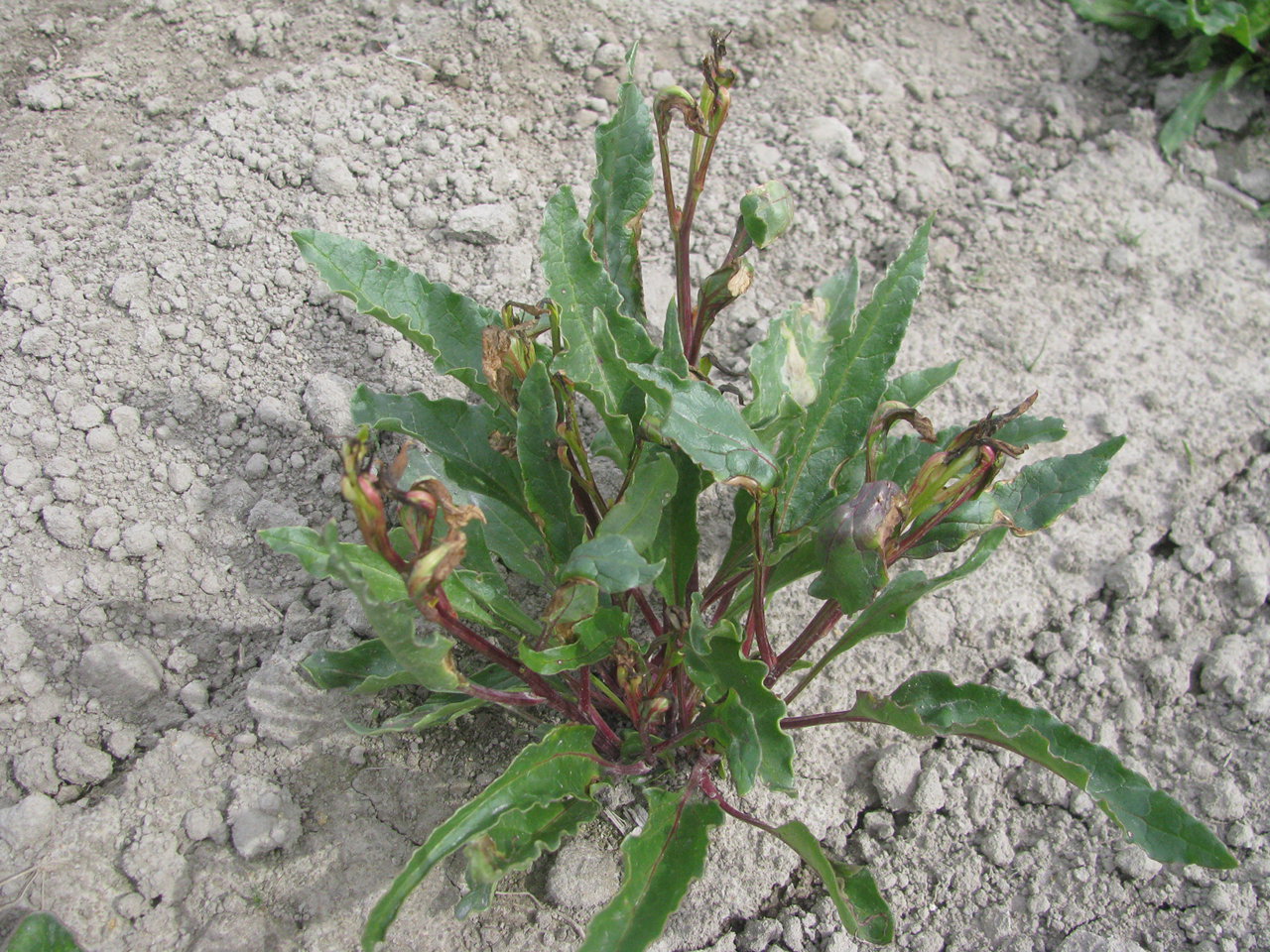 Damage to the new growth of plants in an open-pollinated table beet seed crop observed in May 2016 following application of a high rate of the herbicide Nortron (active ingredient ethofumesate).