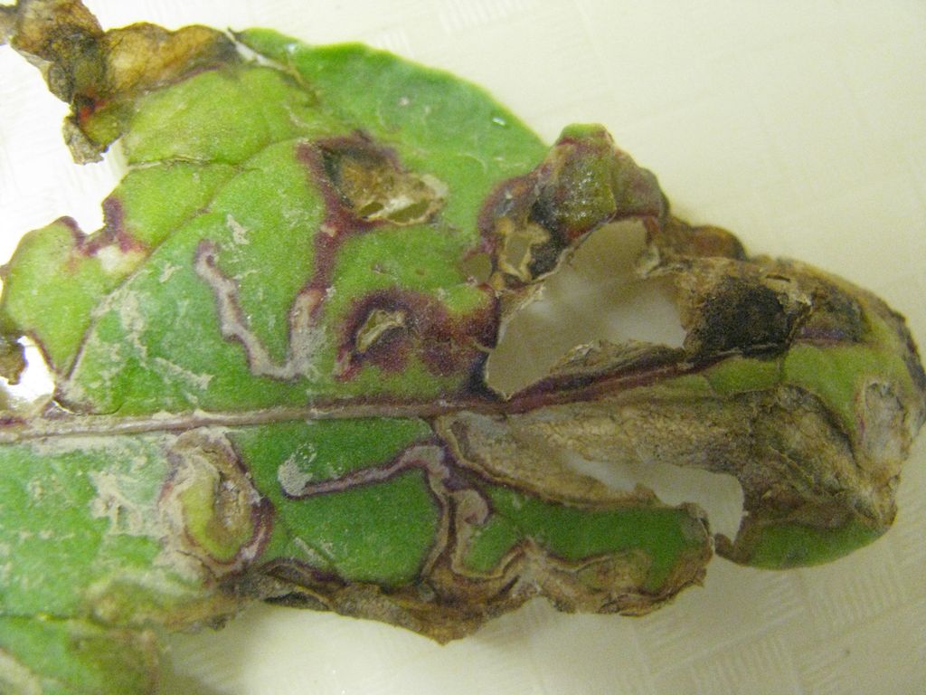 Damage from beet leafminer