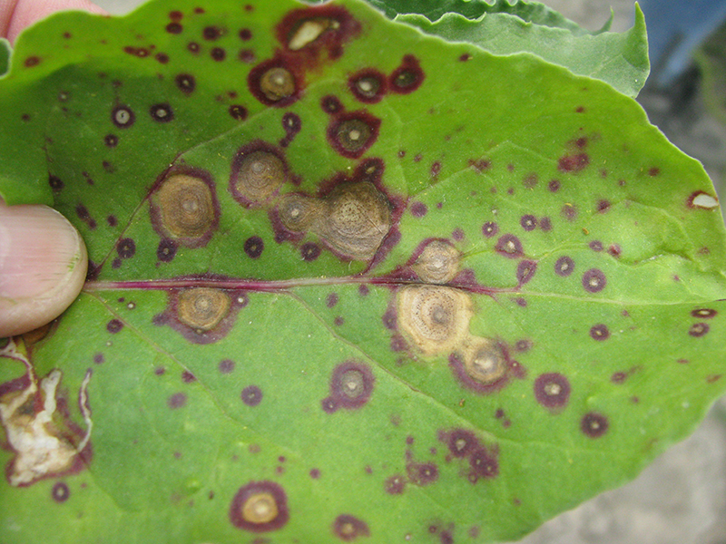 Symptoms of Phoma leaf spot on table beet. Note the small, pinhead size, dark fruiting bodies (pycnidia) of the pathogen on the dead tissue in the larger lesions.