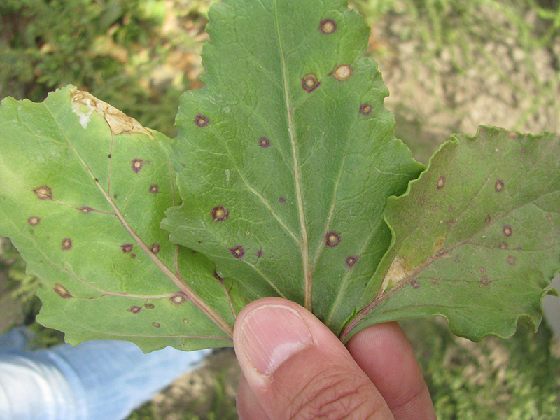 Symptoms of Phoma leaf spot on table beet.