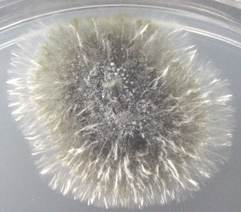 A colony of <em>Phoma betae </em>growing on potato dextrose agar.