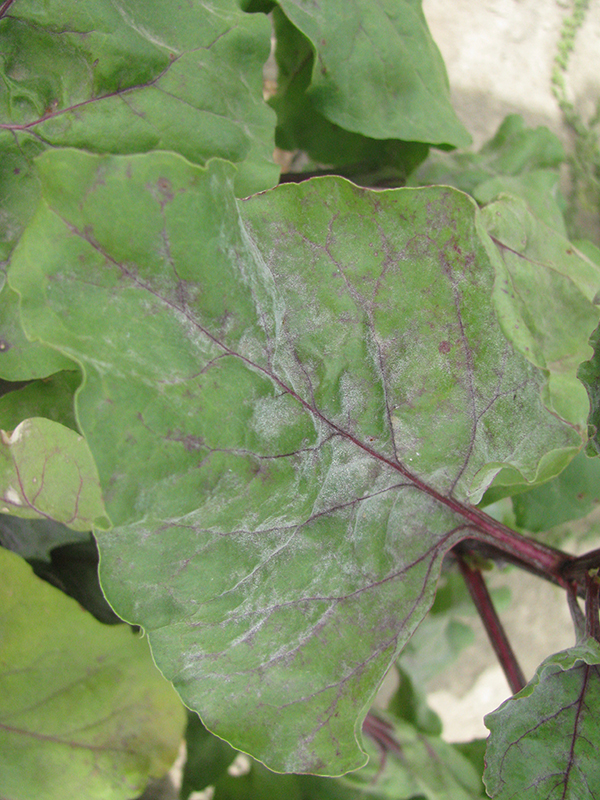 Powdery mildew on a table beet leaf.