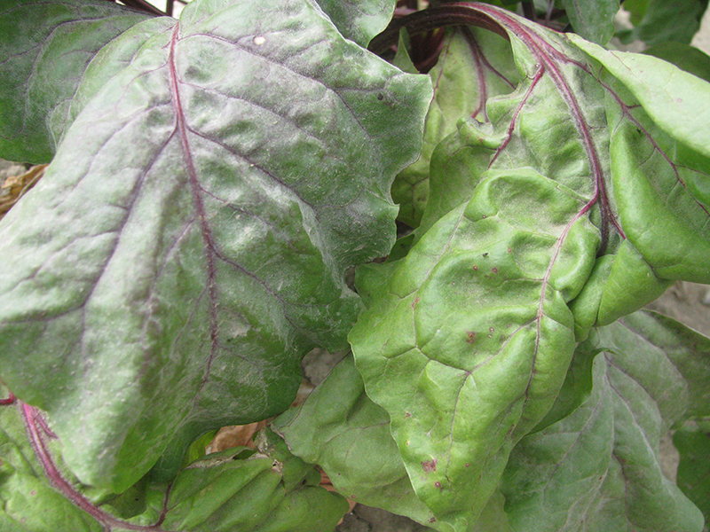 A table beet leaf infected with powdery mildew (left) compared to a non-infected lead (right).