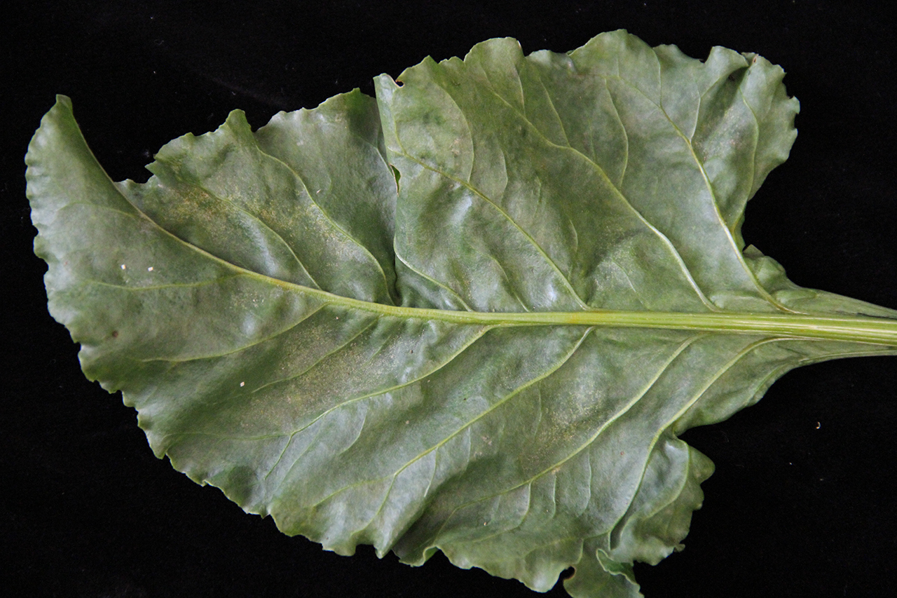 Lower surface of a beet leaf showing stippling and webbing from two-spotted spider mite infestation.