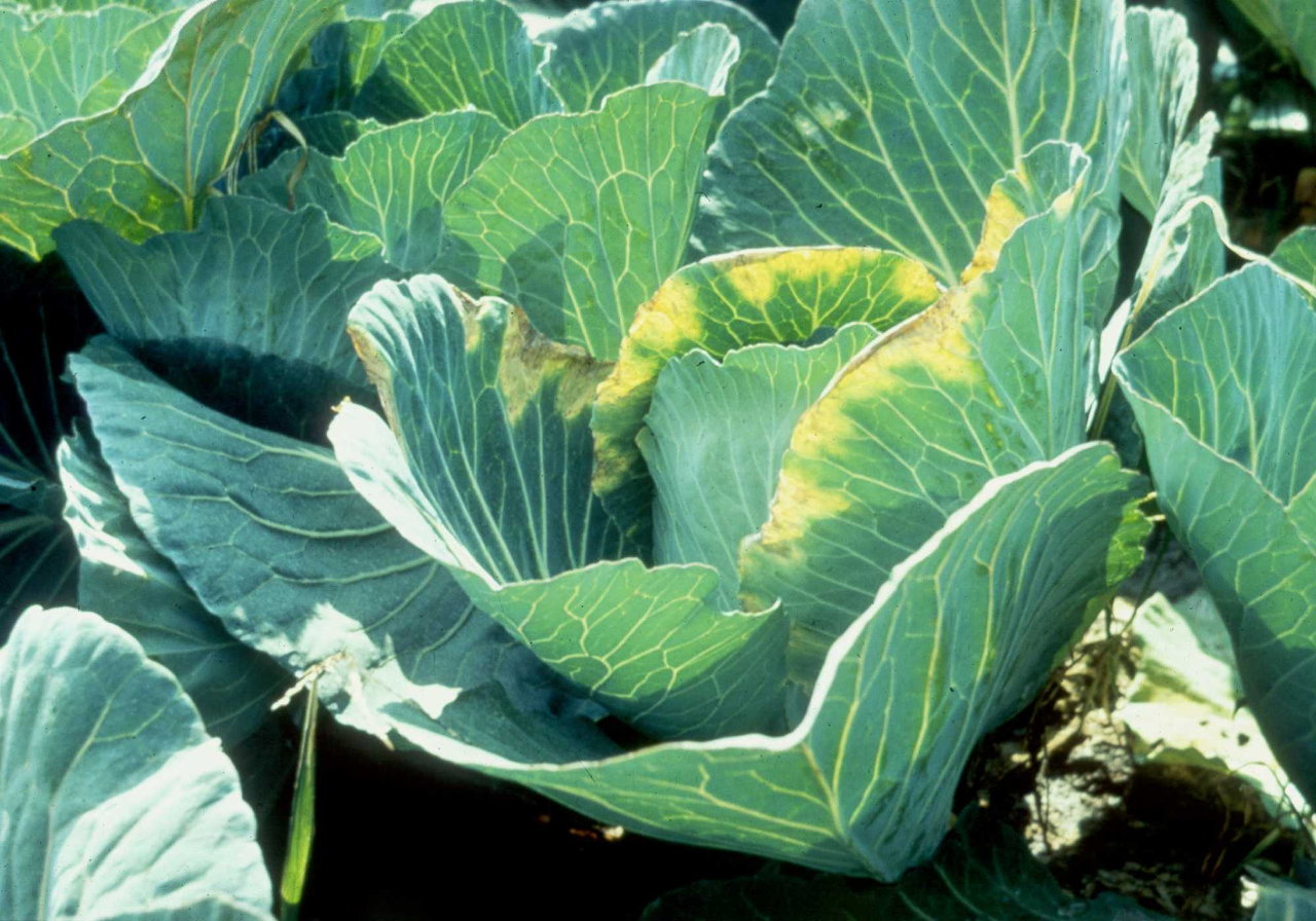 Cabbage black rot symptoms of marginal chlorosis and v-shaped lesions extending into the leaf.