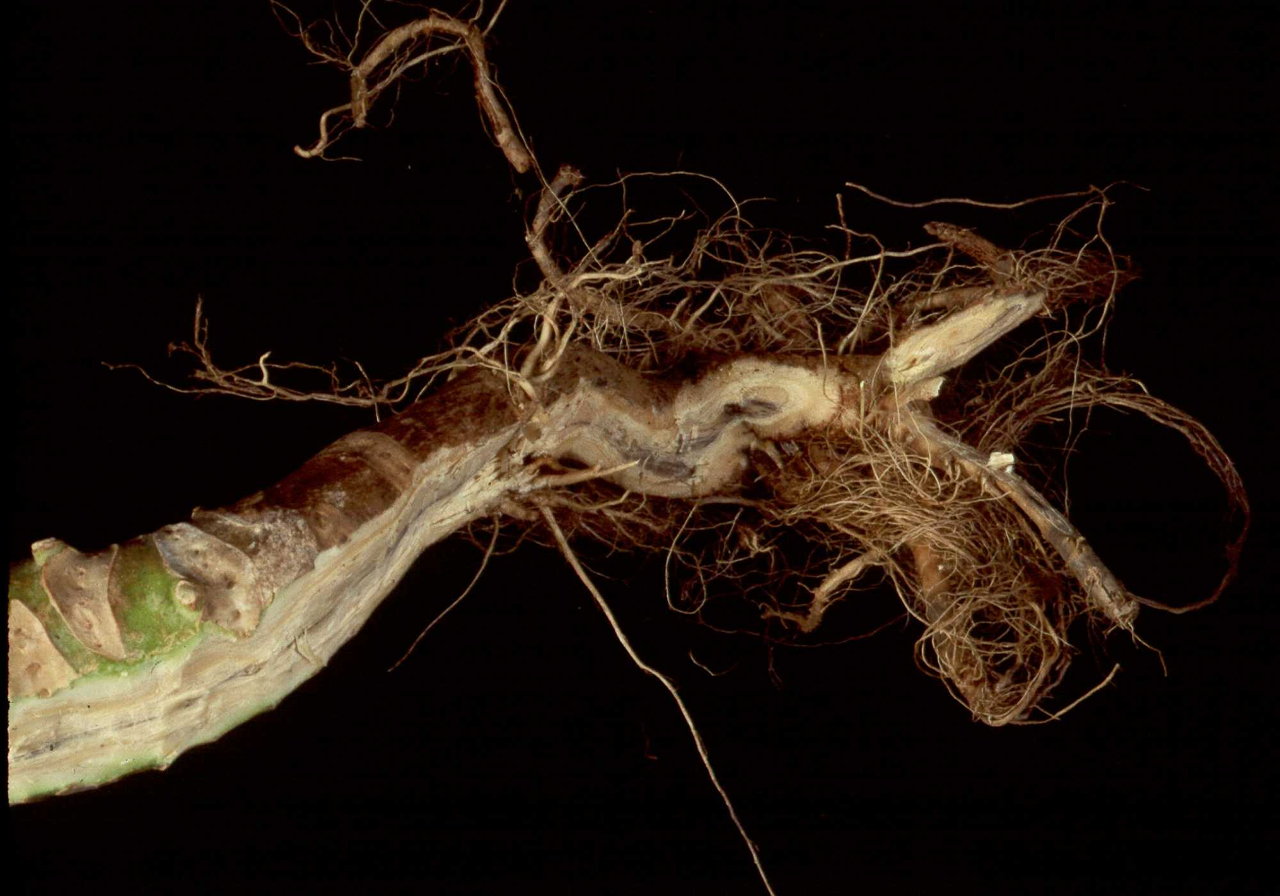 Cabbage stem showing blackening
of the vascular tissue caused by the black rot pathogen, <em>Xanthomonas
campestris </em>pv. <em>campestris</em>.