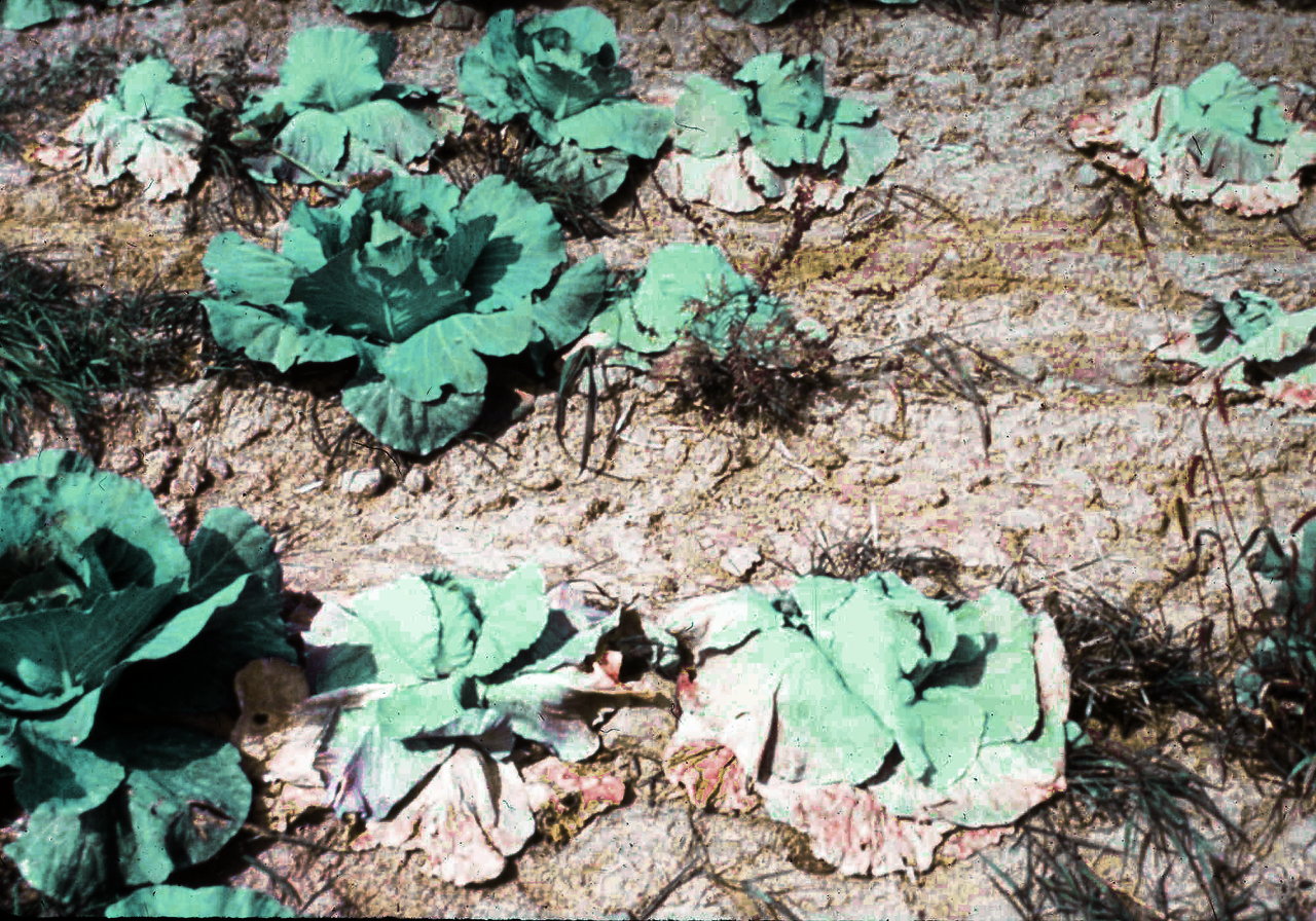Dieback and wilting of cabbage plants following a severe outbreak of black rot.