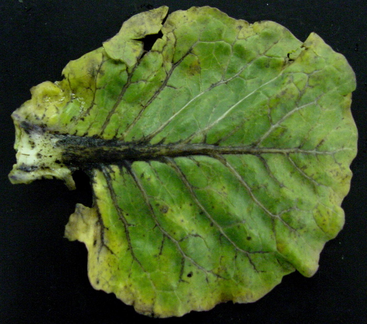 Severe blackening of the veins of a cabbage leaf
infected with <em>Xanthomonas campestris </em>pv. <em>campestris</em>.
