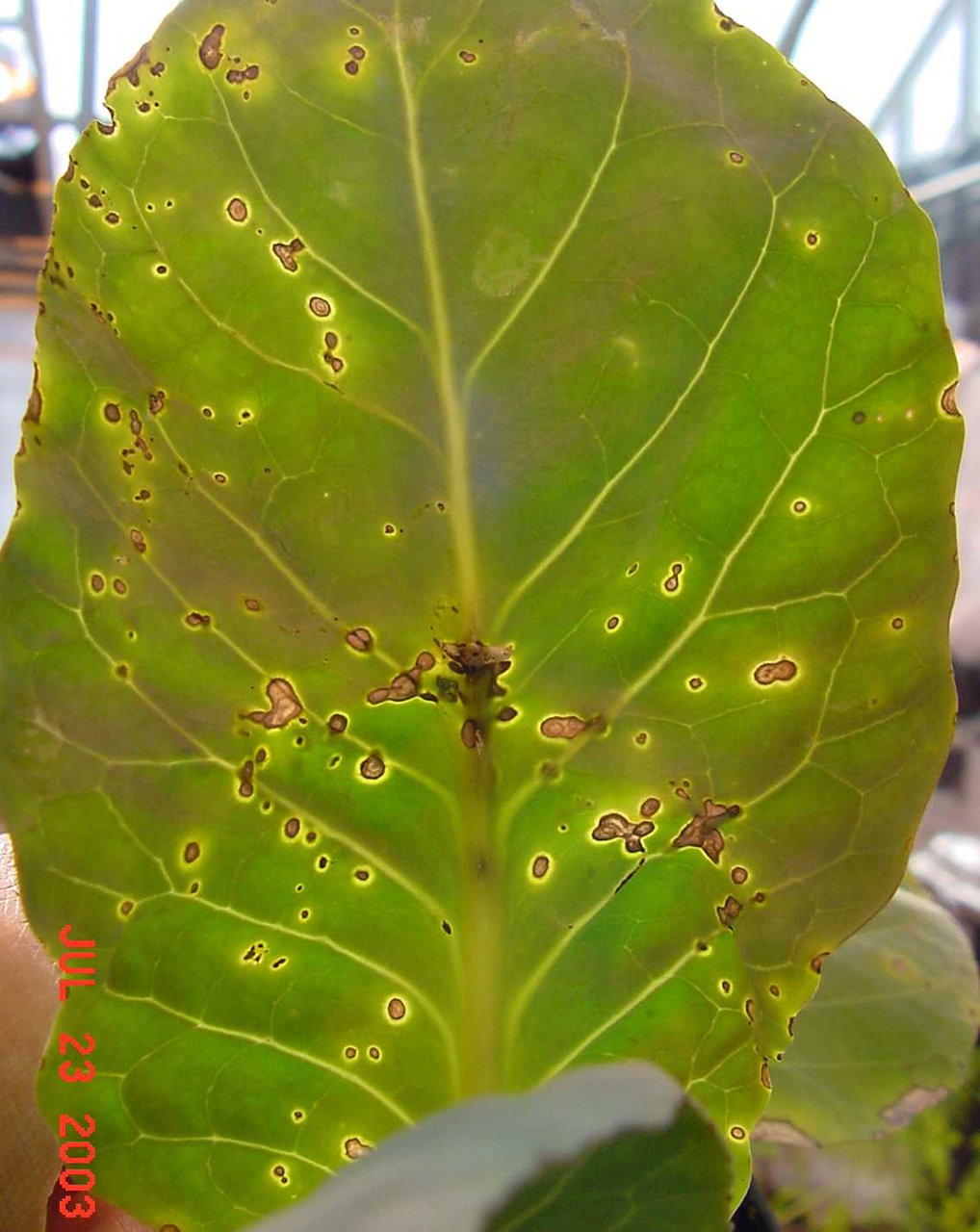 Symptoms of leaf spot caused by <em>
Xanthomonas campestris </em>pv. <em>armoraciae</em> (left) and <em>X. campestris </em>pv. <em>raphani </em>(right), two bacterial pathogens closely related to the black rot pathogen, <em>X. campestris </em>pv. <em>campestris</em>.