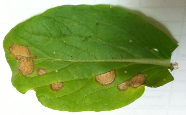 Earlier stage of white leaf spot.