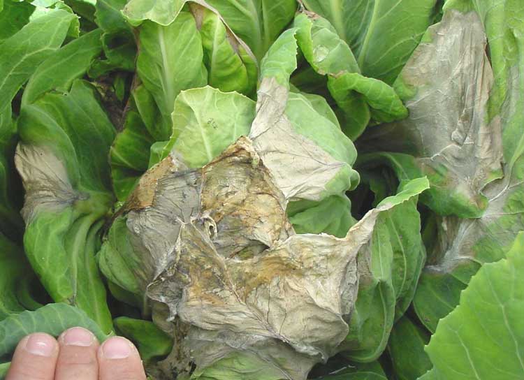 Photo of symptoms of white mold on brassicaceae crop
