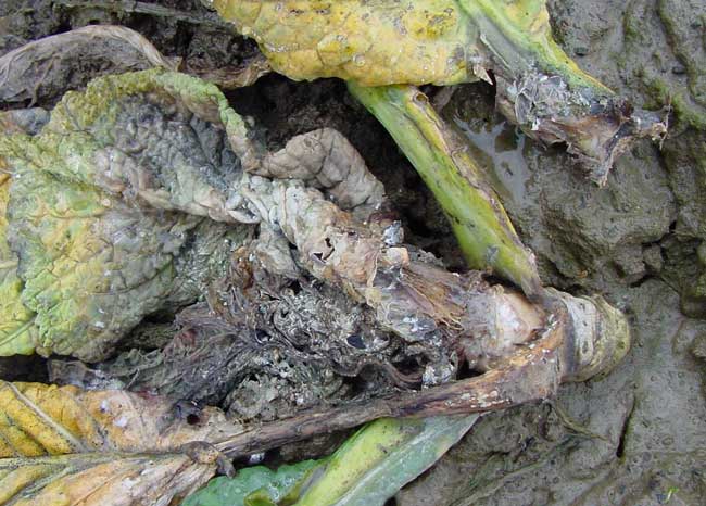 Photo of symptoms of white mold on a brassicaceae crop