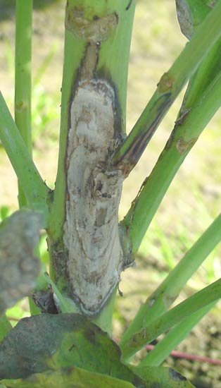 Photo of symptoms of white mold on a brassicaceae crop