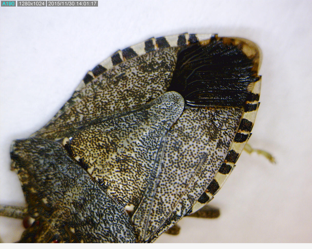 Marginal dorsal banding pattern of the abdomen of a brown marmorated stink bug.