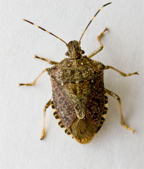 Photo of Brown marmorated stink bug