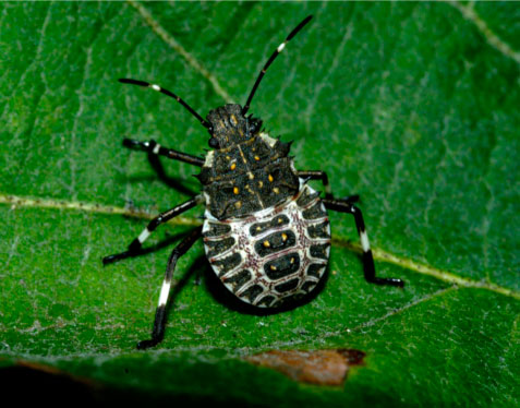 brown-marmorated-stink-bug-5L