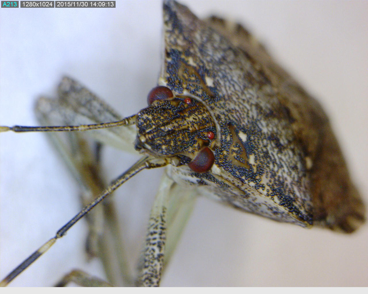 Three or four key characteristics are used to distinguish the brown marmorated stink bug (BMSB) from other stink bugs found in the Pacific Northwest: 1) white bands on the brown antennae, 2) bands on the dorsal (top) side of the peripheral margin of the abdomen, 3) smooth leading edge of the prothorax (shoulders), 4) ‘gem-encrusted’ prothorax just behind the head (on both the dorsal and ventral side).