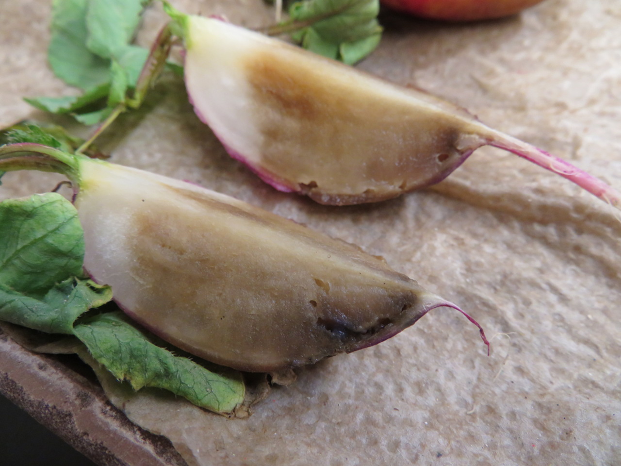 Small holes where the cabbage maggot fed and tunneled inside a radish root, followed by colonization of the wound sites by soft rot bacteria that caused the lower 75% of the root to discolor and rot.
