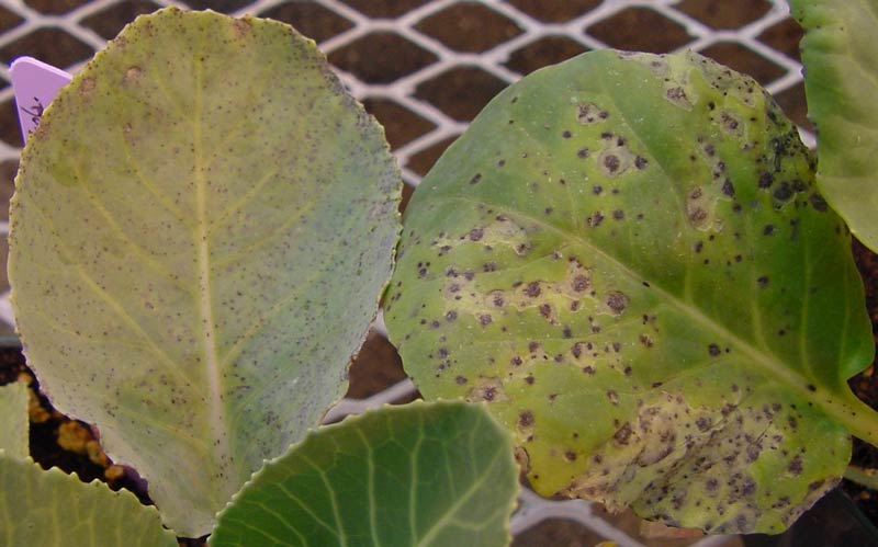 Leaf spot symptoms caused by Alternaria brassicicola (left) vs. A. brassicae (right).