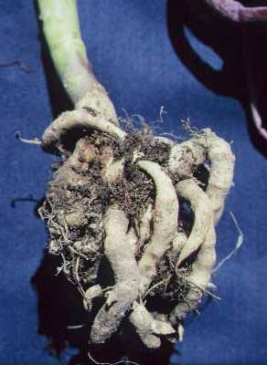 Photo of below-ground symptoms of clubroot
