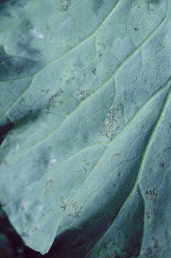 Photo of downy mildew on cabbage