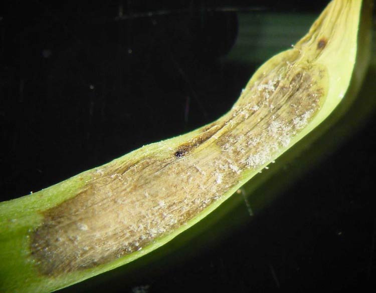 Photo of downy mildew on pod