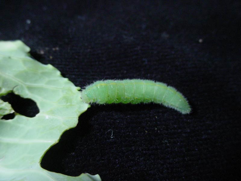 Photo of imported cabbage worm by damaged cabbage leaf