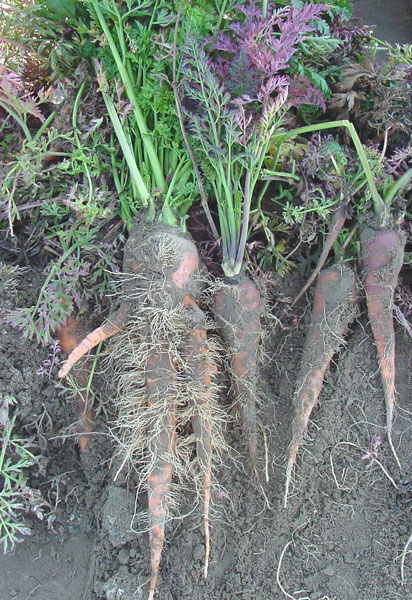 Photo of Phytoplasma infection of carrot showing hairy roots and purple-bronze foliage