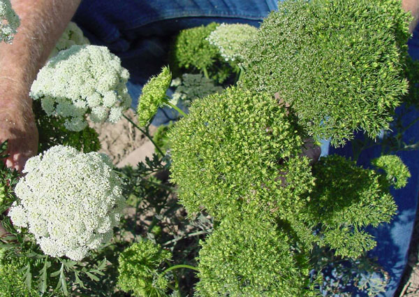 Photo of Normal carrot seed umbels (left) vs. umbels showing symptoms of phyllody and virescence (right) as a result of infection by a phytoplasma