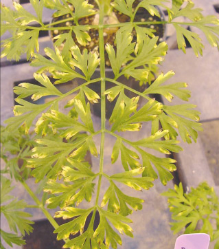 Photo of bacterial blight of carrot leaf