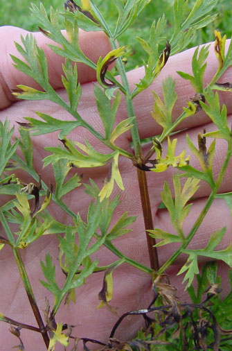 Photo of bacterial blight of carrot leaf