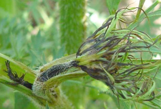 Photo of bacterial blight of carrot