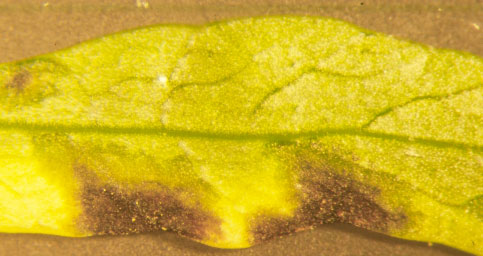 Photo of bacterial blight lesions showing watersoaking and chlorosis arund the lesions.