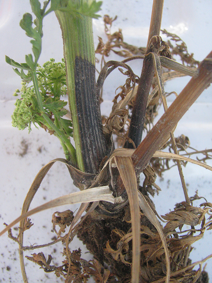 Black lesion extending up the stem from the soil line as a result of infection by <em>Pectobacterium carotovorum</em>.