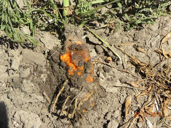 Photo ofbacterial soft rot of carrot root