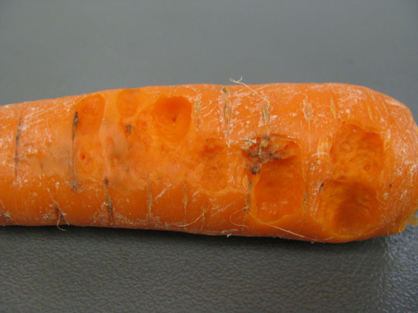 Photo of carrot soft rot damage to root