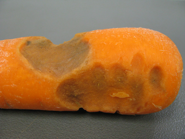 Photo of carrot soft rot damage to root