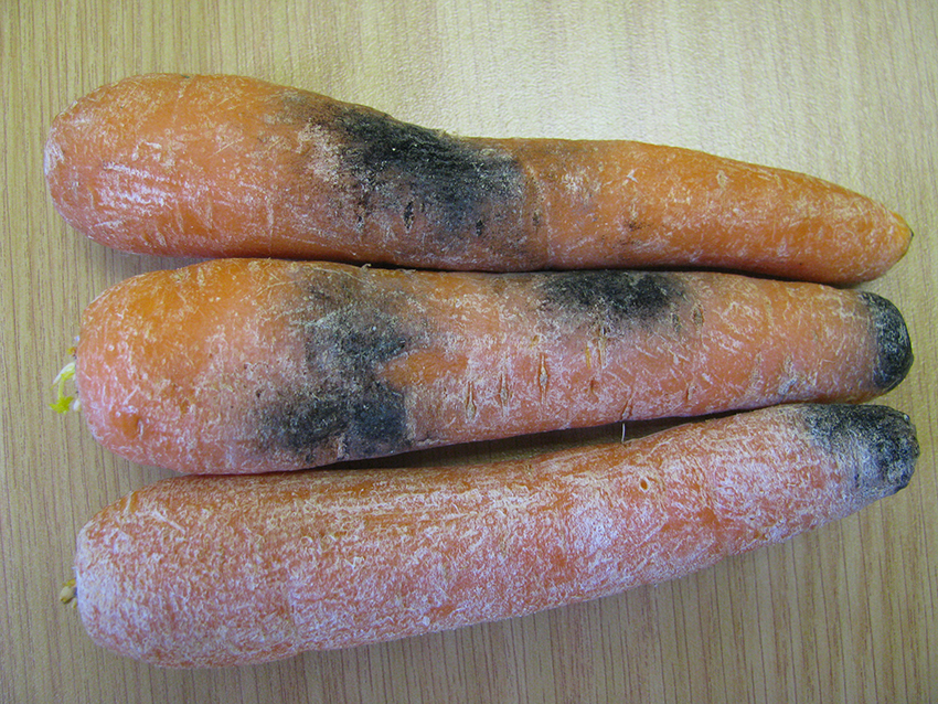 Black root rot on stored carrots