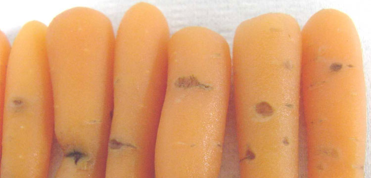 Photo of cavity spot symptoms on carrot