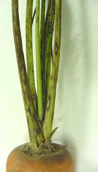 Photo of cercospora leaf spot symptoms on carrot stalk