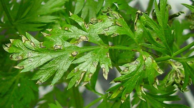 Photo of cercospora leaf spot symptoms on carrot leaf