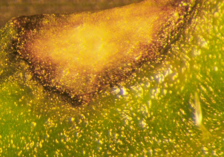 Photo of cercospora leaf spot symptoms on carrot