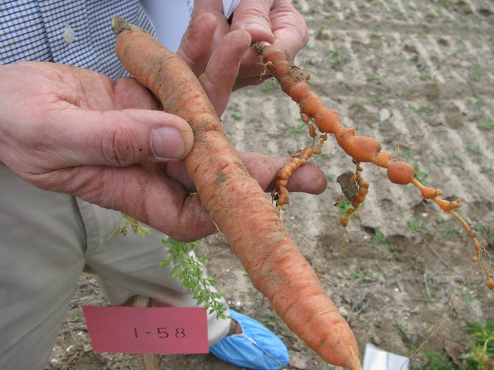 Photo showing resistant vs. susceptible cultivar