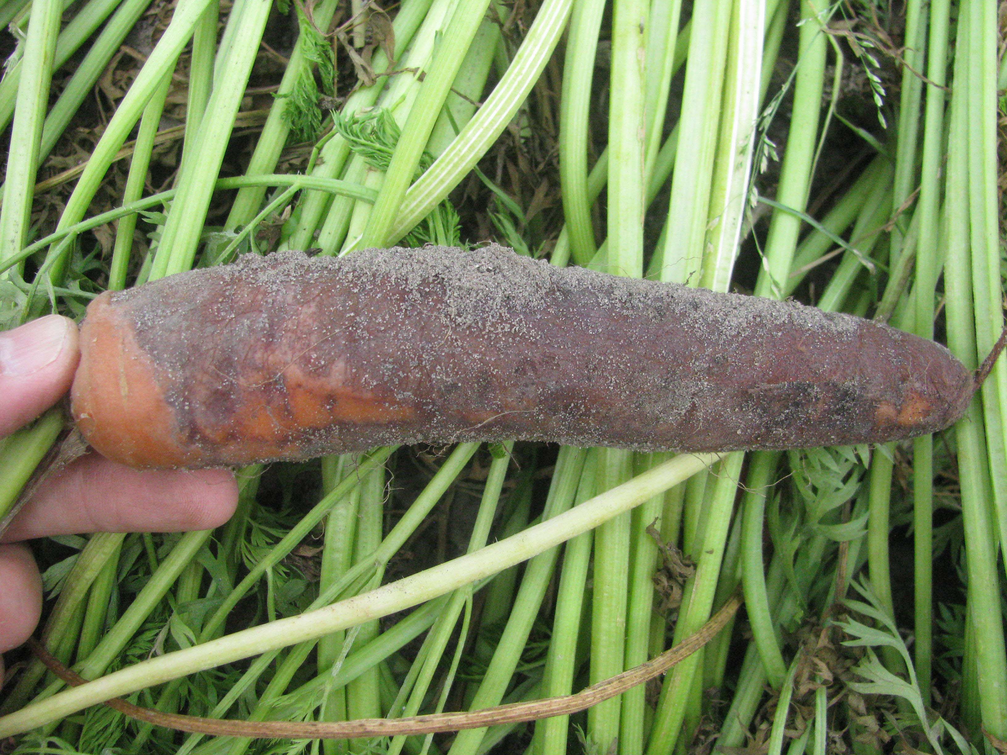 Severe symptoms of violet root rot on carrot.