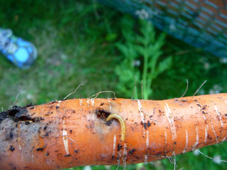 Photo of wireworm damage to carrot