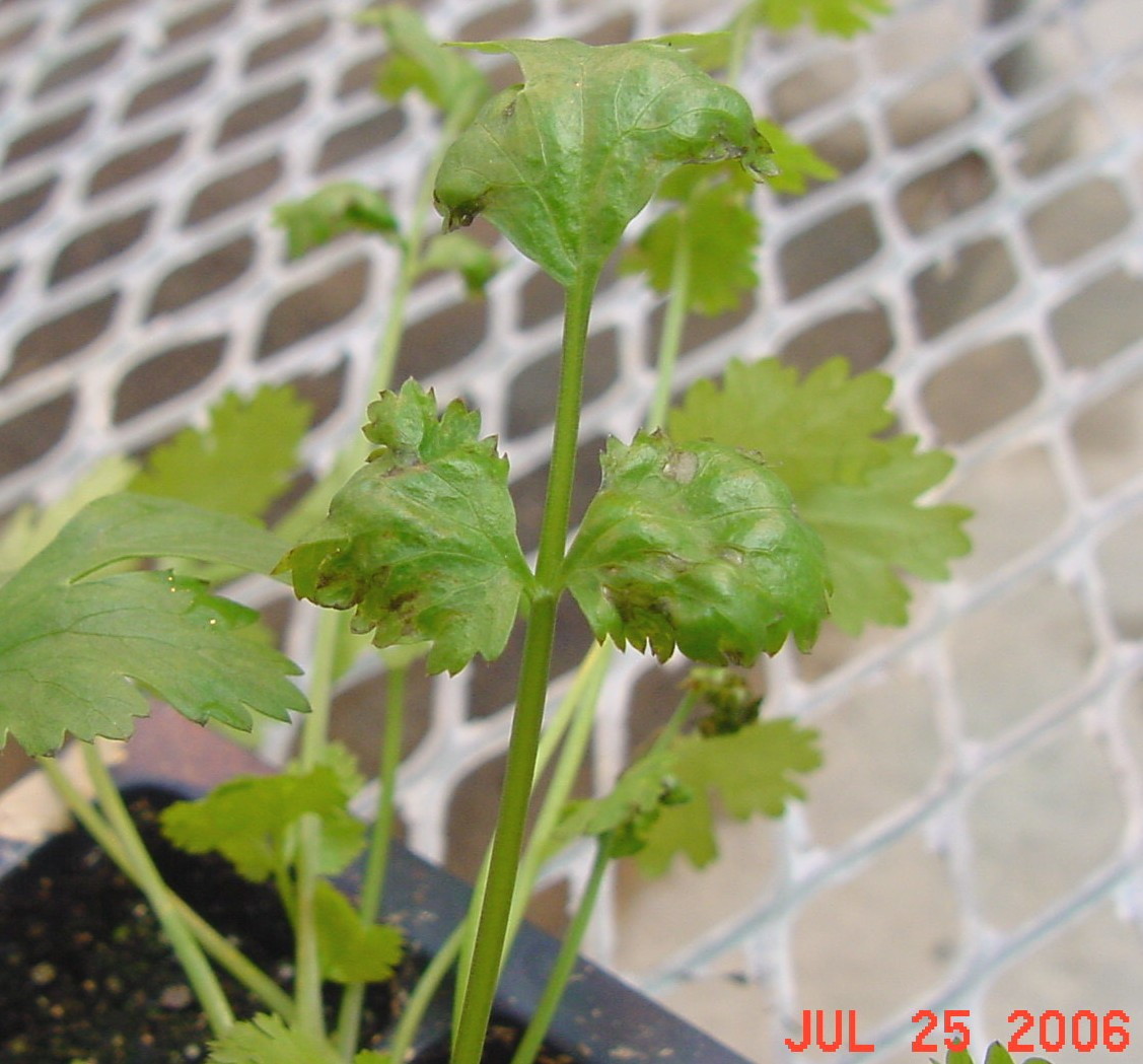 Symptoms of bacterial leaf spot on cilantro/coriander.