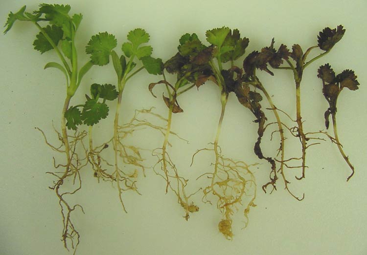 Photo showing coriander seedlins with various degrees of dieback and root galling from root knot nematode