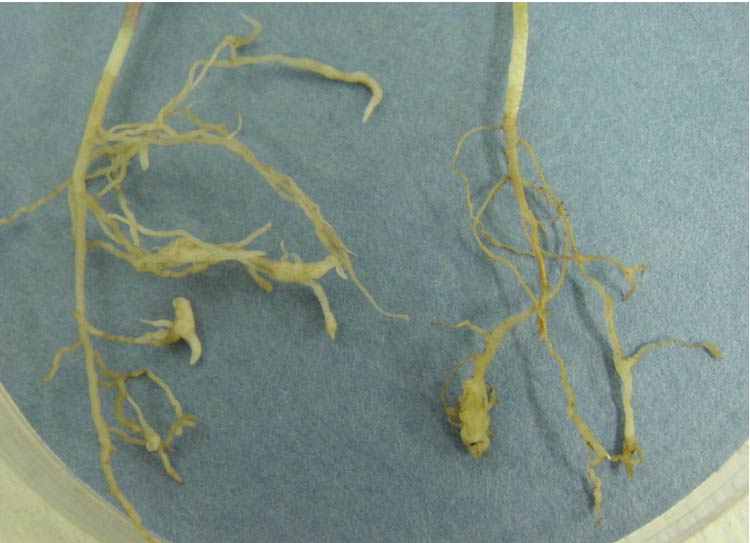 Photo showing swollen, galled roots of coriander plants cause by root knot nematode