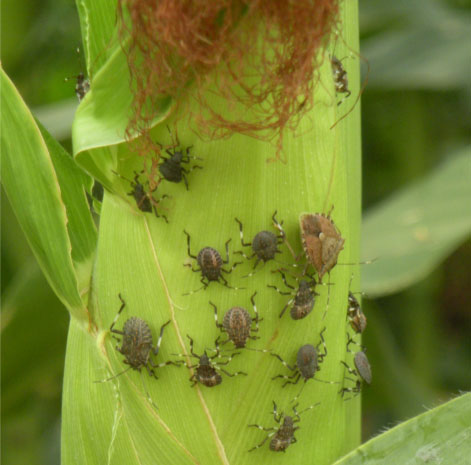 Photo of brown marmorated stink bug on corn